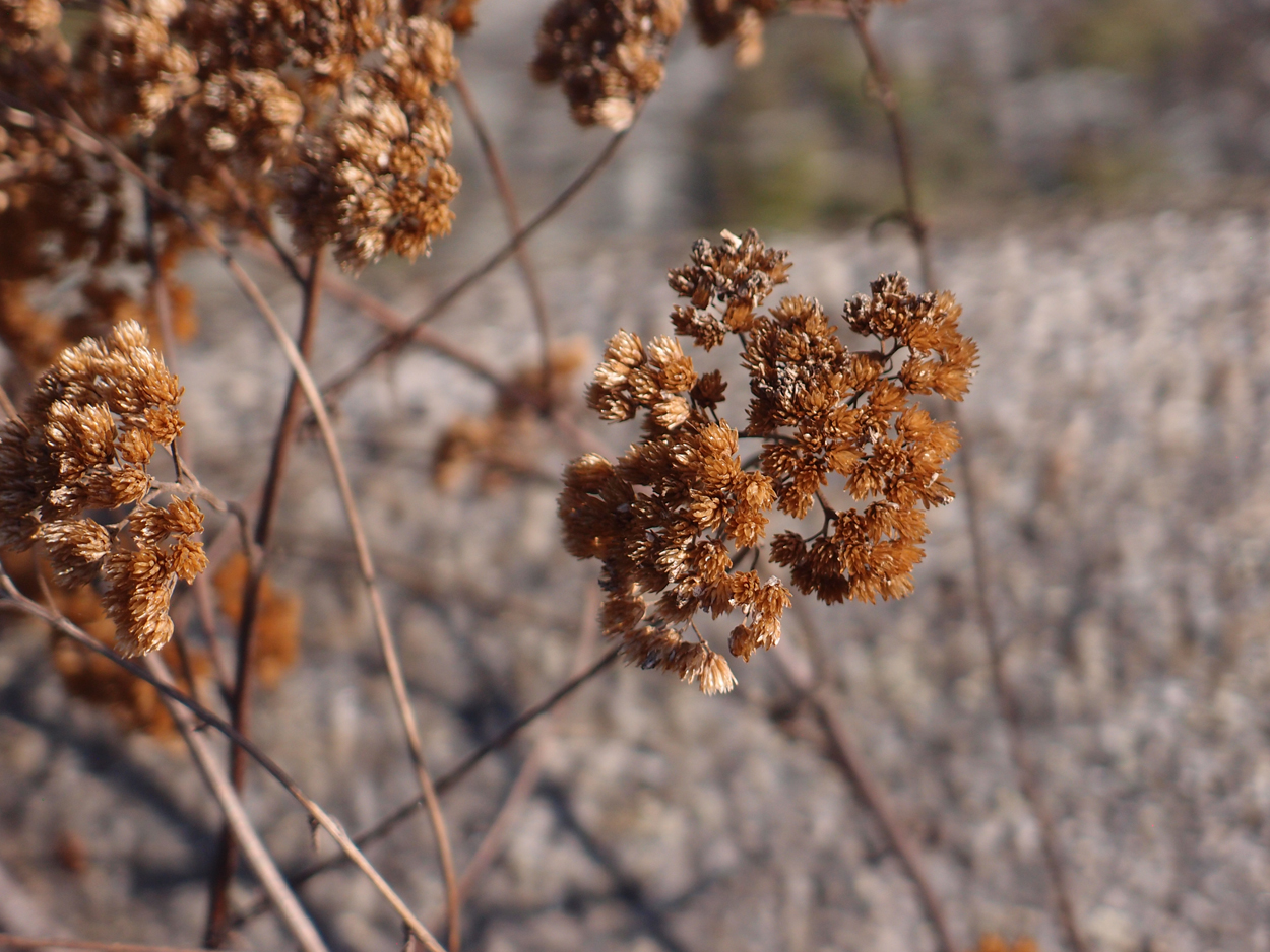 2019-10-14 Spatzen am Heckmannufer (Fieldrecording Video)